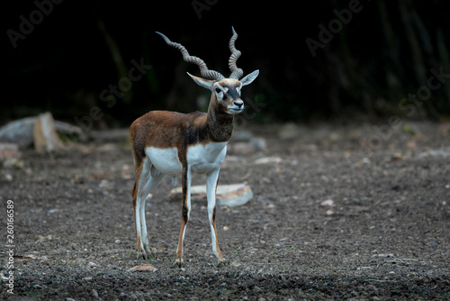 The beauty male of the blackbuck deer