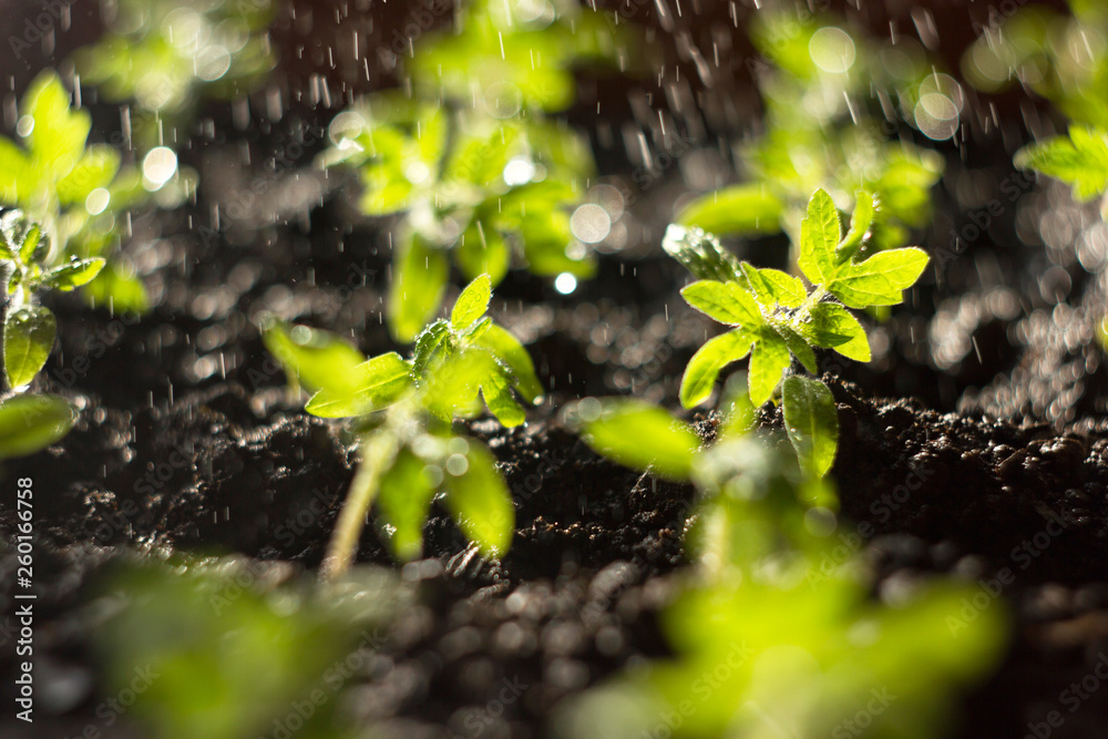 Seedlings tomato in the ground and illuminated by the sun in the process of watering. Tomato sprouts in the sun. Water drops falling on the seedlings growing from the fertile soil. Solar seedlings. Seedlings tomato in the ground and illuminated by the sun in the process of watering. Tomato sprouts in the sun. Water drops falling on the seedlings growing from the fertile soil. Solar seedlings.