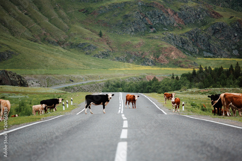 Many cows crossing rural road.