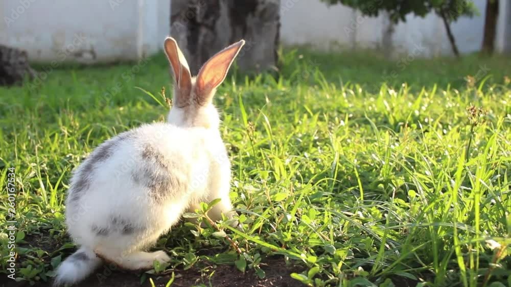 Coelhinhos da páscoa comendo grama na fazenda