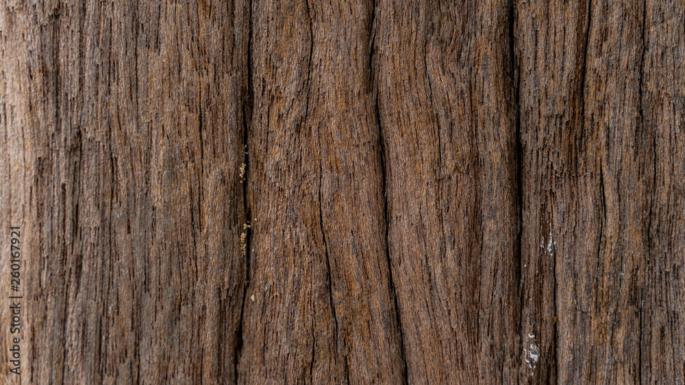 Bark abstrack background Bark abstrack background