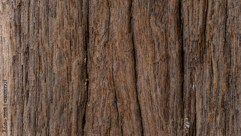 Bark abstrack background