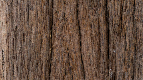 Bark abstrack background