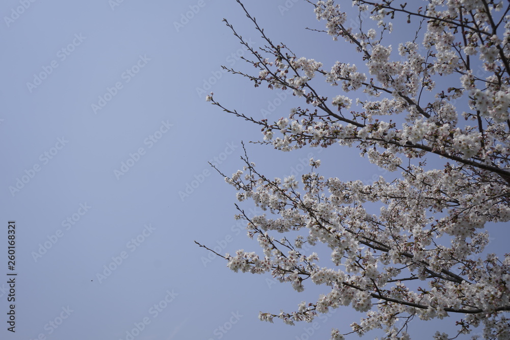 Obraz premium 桜