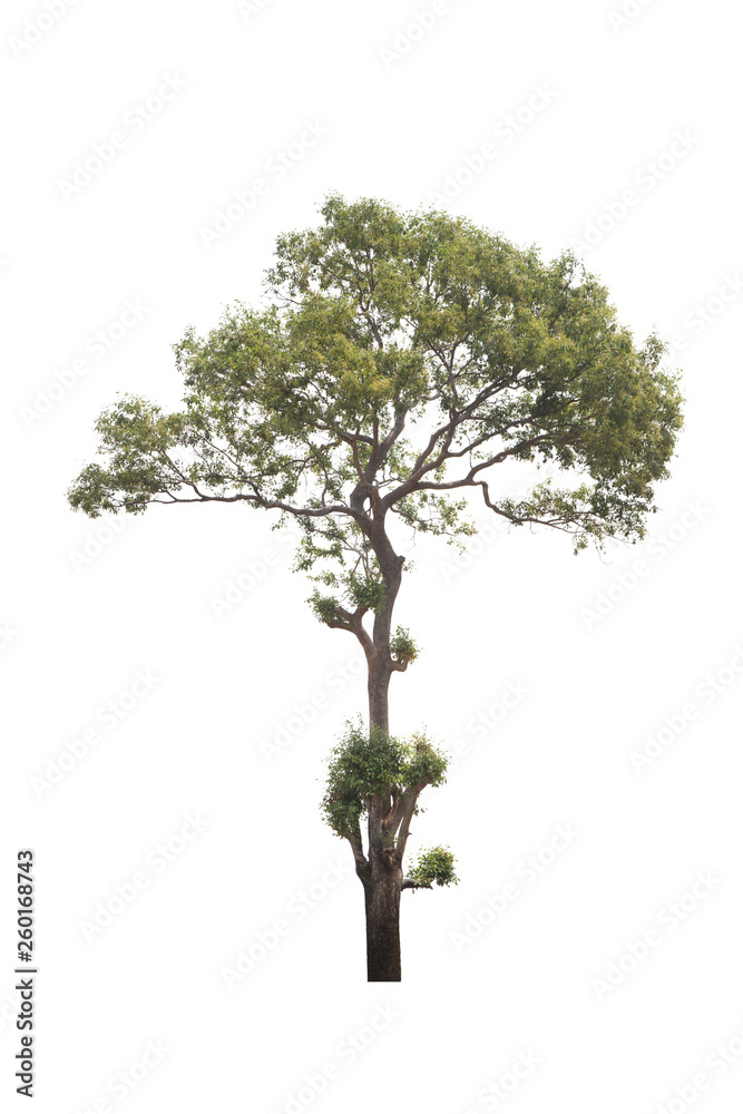 Tree isolated on white background.Clipping path. Tree isolated on white background.Clipping path.