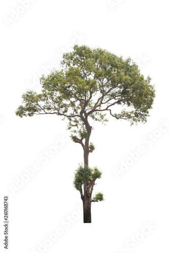 Tree isolated on white background.Clipping path.