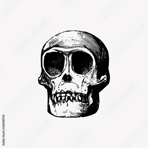 Skull in vintage style