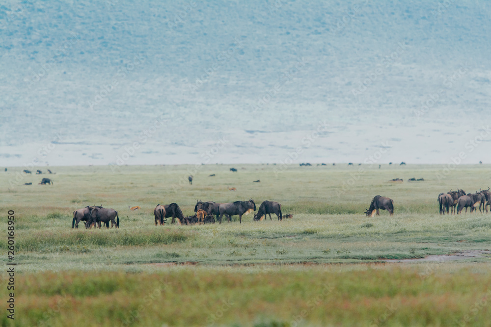 Naklejka premium Landscape with Big Migration in Ngorongoro