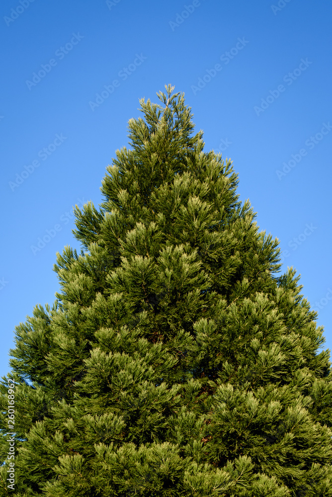 Fresh growth in spring green on a cone shaped evergreen tree, against a sunny blue sky Fresh growth in spring green on a cone shaped evergreen tree, against a sunny blue sky