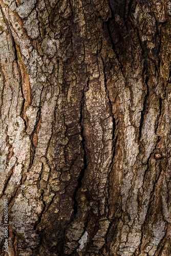 Fototapeta Naklejka Na Ścianę i Meble -  Close up detail of cracked tree trunk bark, as a nature background