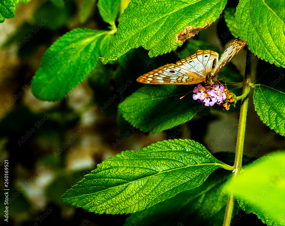 A beleza na simplicidade da natureza A beleza na simplicidade da natureza