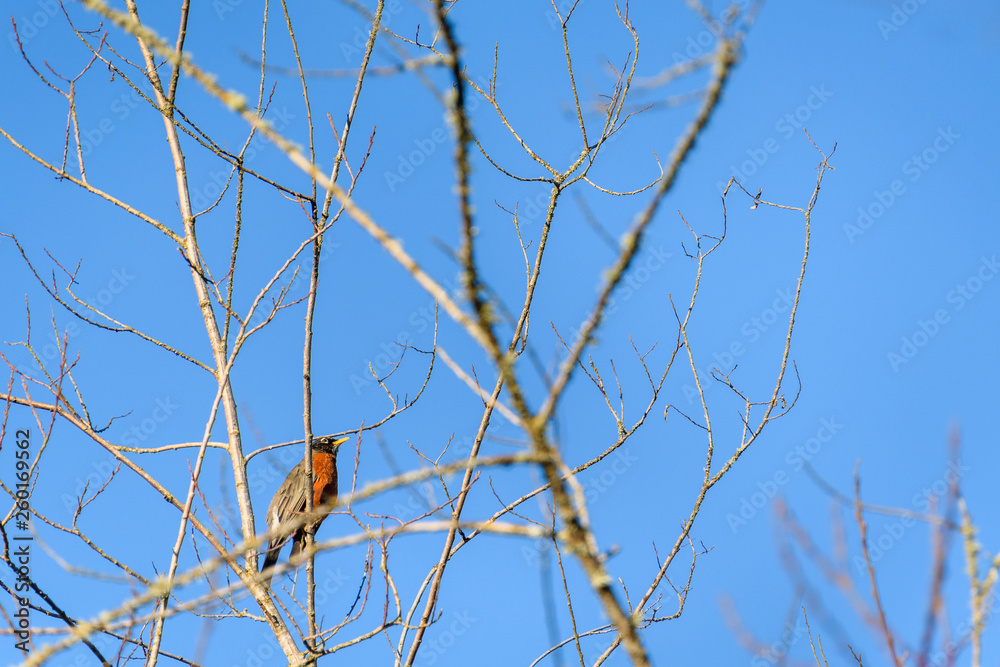 Sign of spring, American Robin perched in a tree without leaves, against a sunny blue sky Sign of spring, American Robin perched in a tree without leaves, against a sunny blue sky