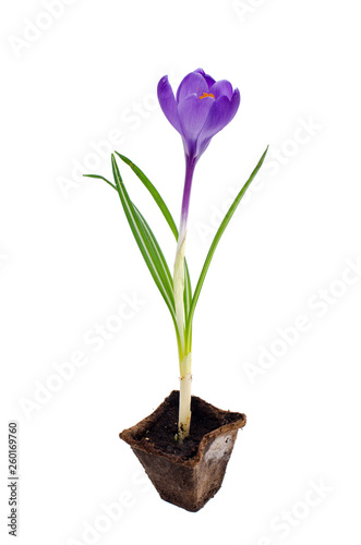 Single blue crocus  spring flower.