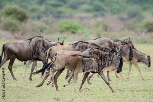 Landscape with Big Migration in Ngorongoro