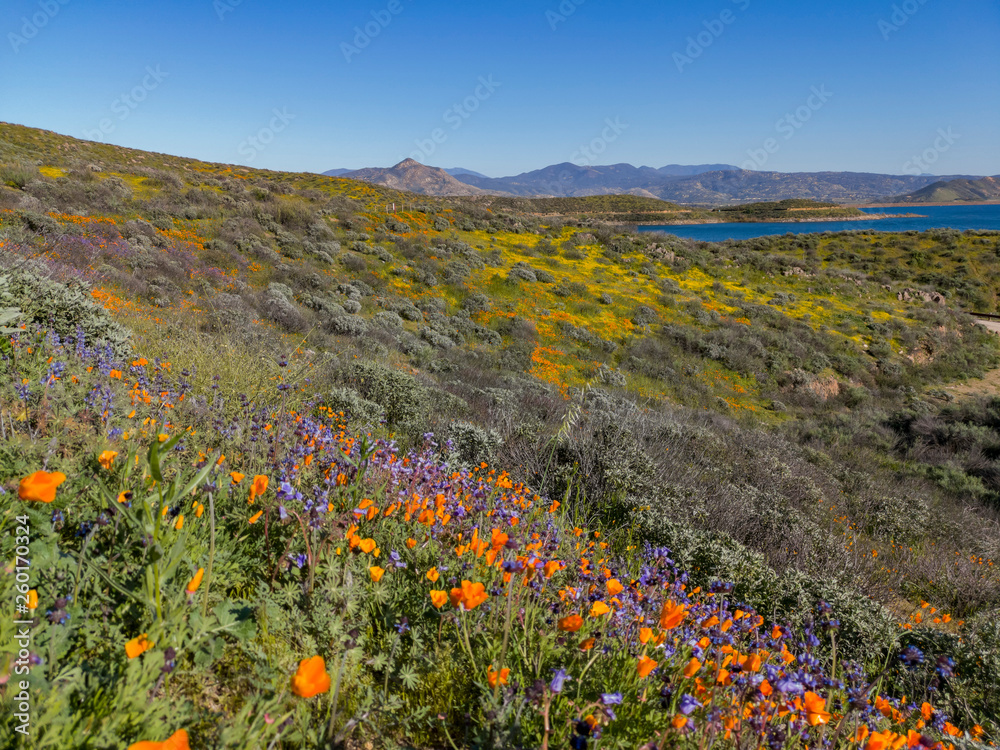 Fototapeta premium Lots of wild flower blossom at Diamond Valley Lake