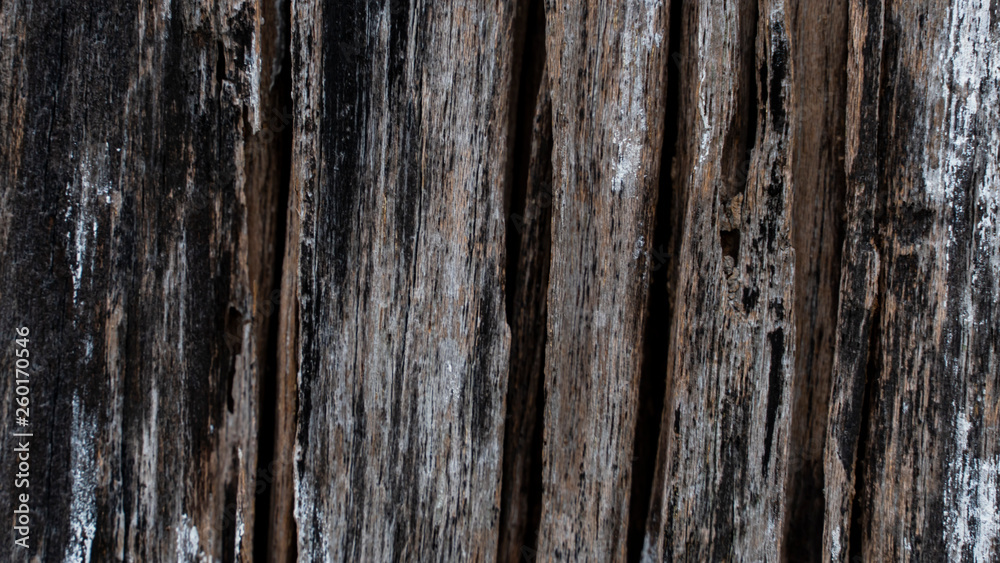 Fototapeta premium Bark abstract background