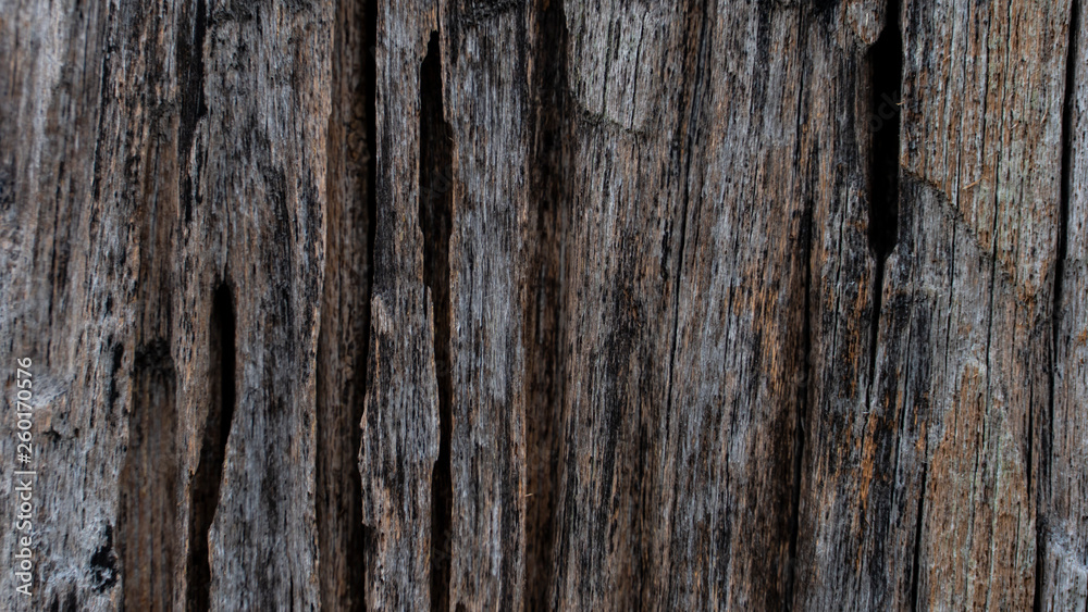 Bark abstract background