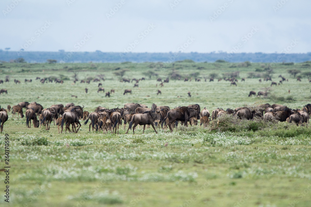 Landscape with Big Migration in Ngorongoro Landscape with Big Migration in Ngorongoro