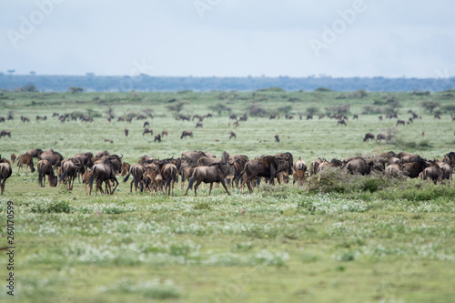 Fototapeta Naklejka Na Ścianę i Meble -  Landscape with Big Migration in Ngorongoro
