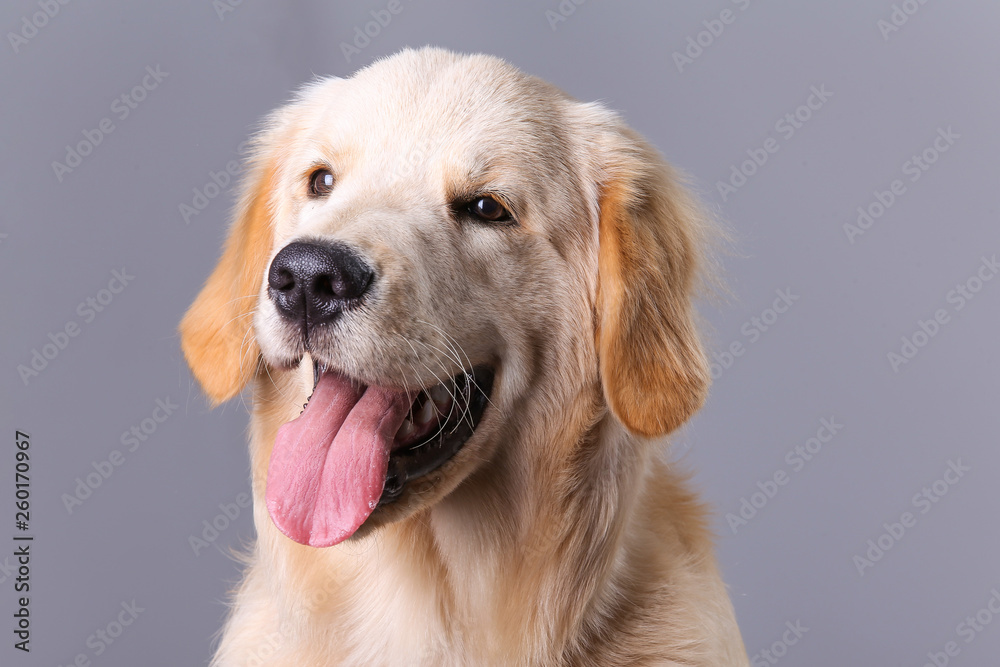 Golden Retriever feliz em fundo claro Golden Retriever feliz em fundo claro