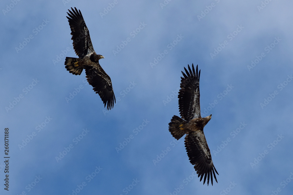 Fototapeta premium Two juvenile bald eagles soar through a blue Alaska sky.