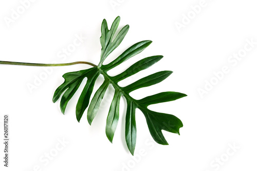 Tropical leaf isolated on white background