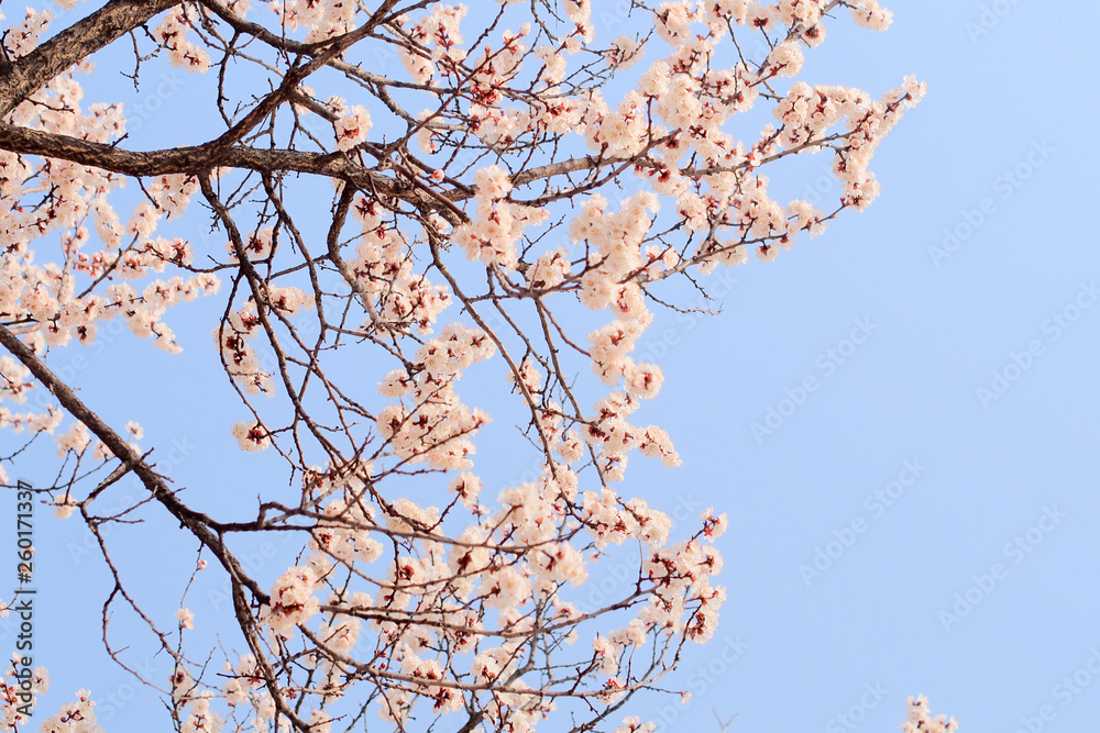 spring, flower spring, flower