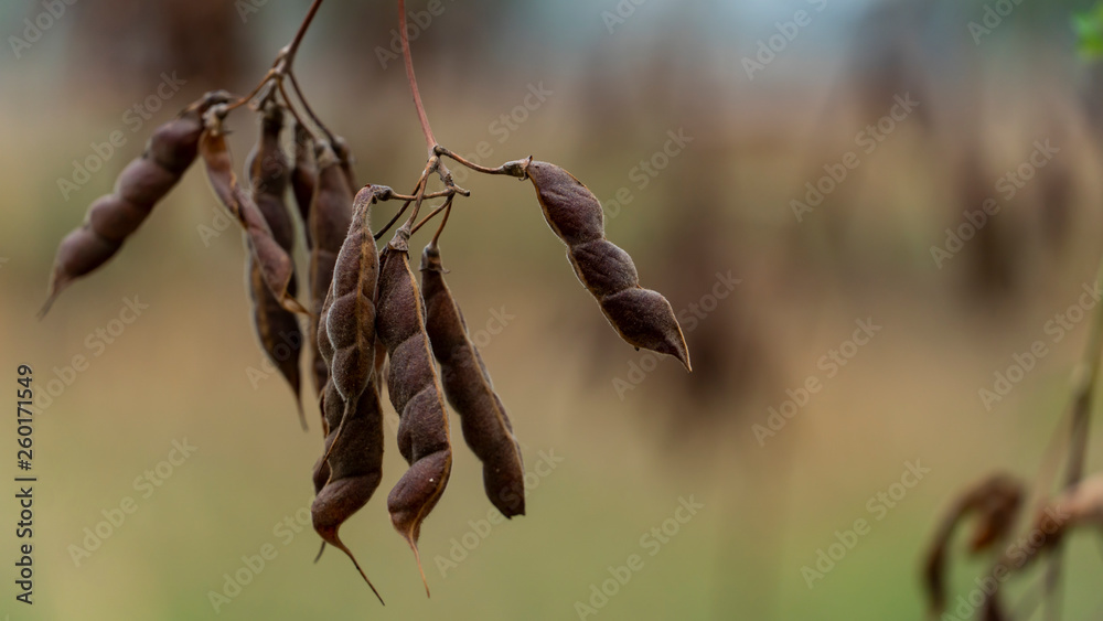 Fototapeta premium Soy bean drying in a plant