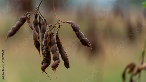 Soy bean drying in a plant