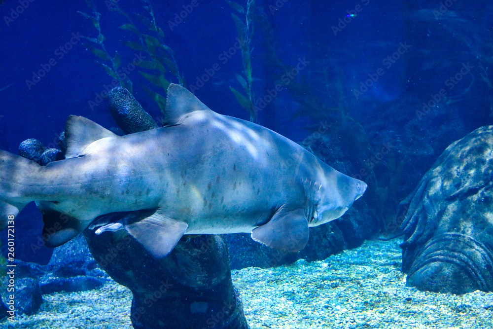 Fototapeta premium Dieses einzigartige Bild zeigt einen großen Hai! Dieses wunderbare Tier Foto wurde im Sea Life in Bangkok Thailand genommen