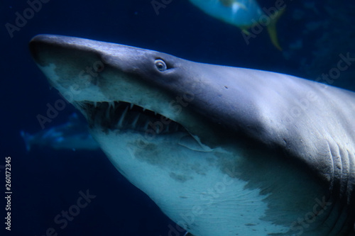 Dieses einzigartige Bild zeigt einen gro  en Hai  Dieses wunderbare Tier Foto wurde im Sea Life in Bangkok Thailand genommen