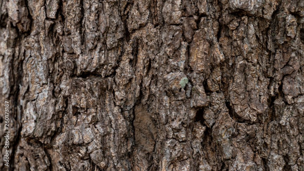 Bark abstract background