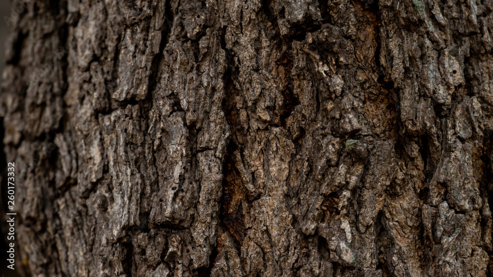 Bark abstract background Bark abstract background