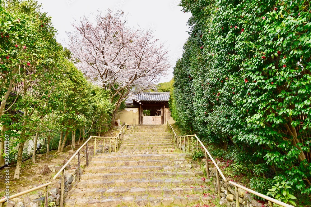 奈良の白毫寺の椿と桜