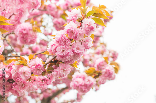 Wallpaper Mural Beautiful cherry blossom or sakura background. Spring concept. Soft focus. Torontodigital.ca