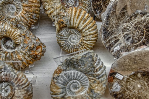Variety of Fossil Fish for sale at Rock Shop © Jacob