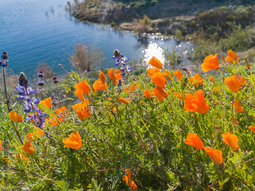 Close up shot of poppy flower blossom at Diamond Valley Lake photo