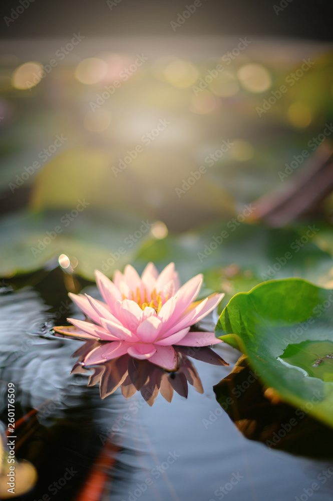 beautiful lotus flower on the water after rain in garden.