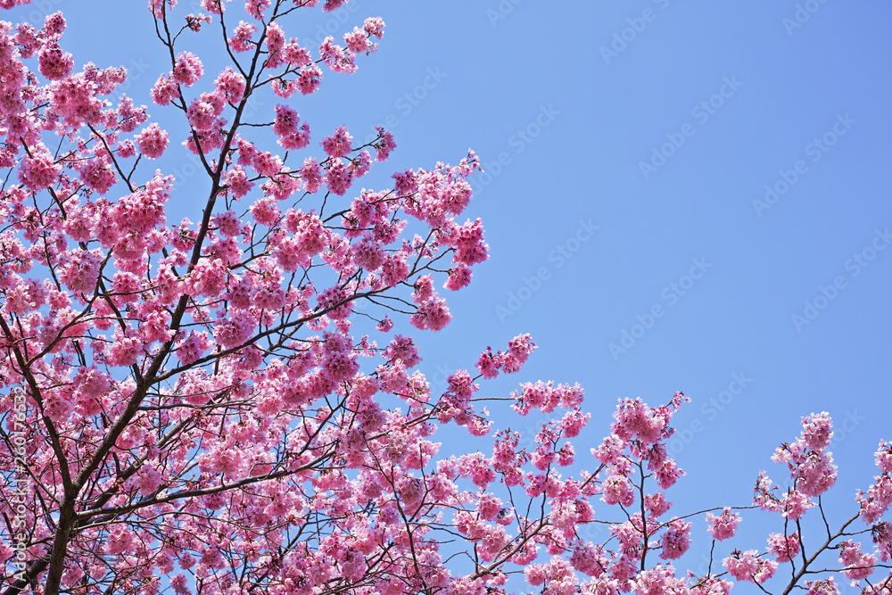 ピンク色が美しい桜花と青空 ピンク色が美しい桜花と青空