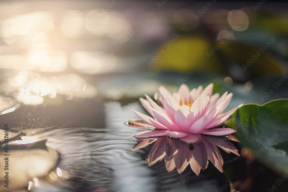 beautiful lotus flower on the water after rain in garden.