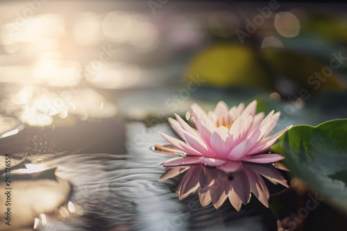 beautiful lotus flower on the water after rain in garden.