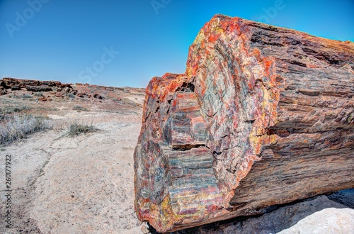 Petrified Forest multicolored wood