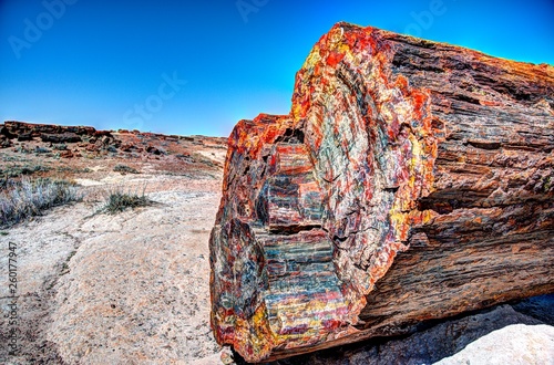 Petrified Forest multicolored wood photo