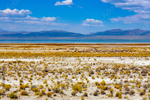Wild horses at Mono Lake