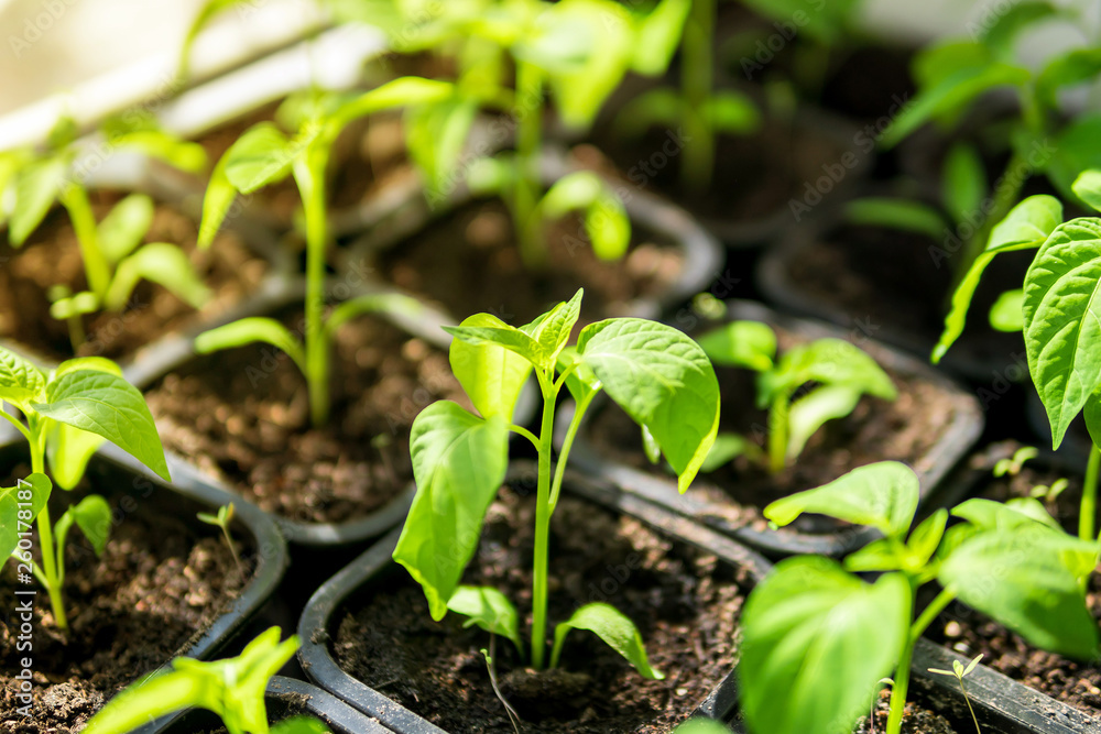 seedlings growing in soil. young green sprouts in the sunlight. seedlings growing in soil. young green sprouts in the sunlight.