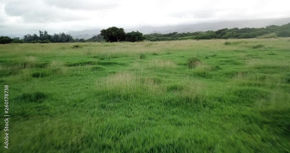 Aerial: Panning Low Over a Flat Green Landscape with Long Grass in Oahu, Hawaii Aerial: Panning Low Over a Flat Green Landscape with Long Grass in Oahu, Hawaii