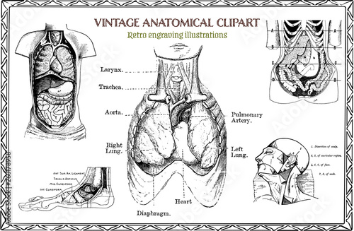 Engraving Set of Vintage Human Anatomy illustrations