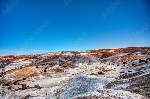 Petrified Forest multicolored wood