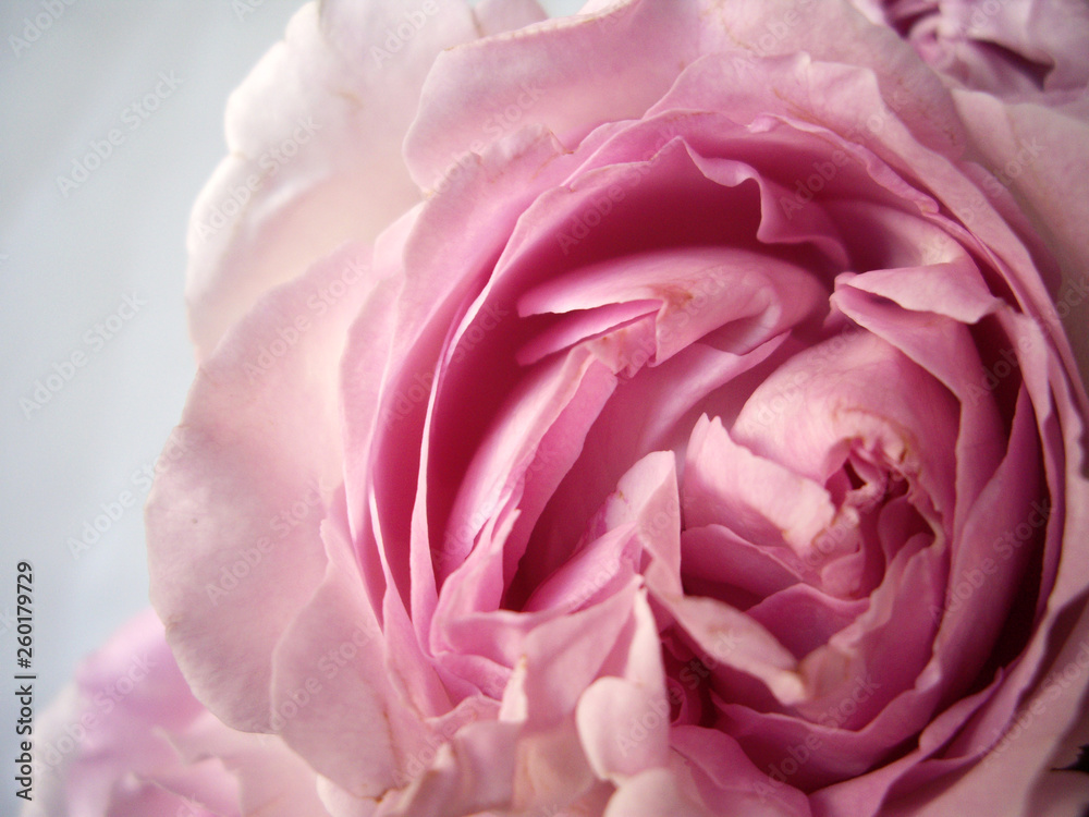 ピンク色の薔薇の花束 ピンク色の薔薇の花束