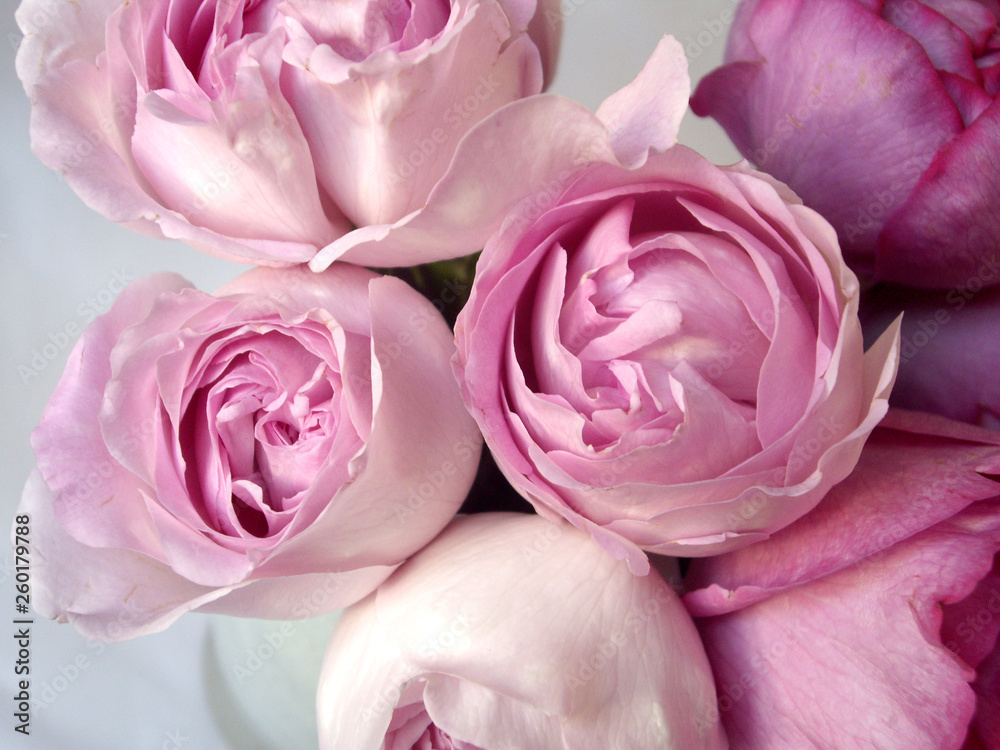 Obraz premium ピンク色の薔薇の花束